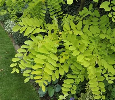 Robinia pseudoacacia