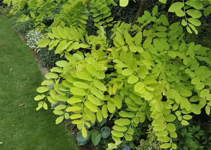 Robinia pseudoacacia
