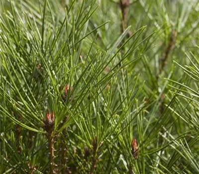 Pinus densiflora 'Jane Kluis'