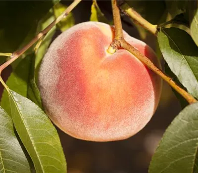 Prunus Säule persica "Grazia"