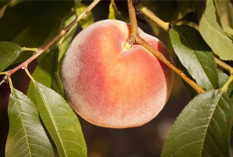 Prunus persica Prunus persica