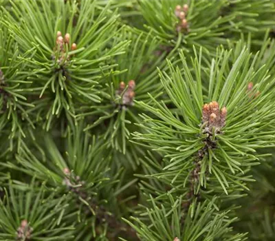 Pinus mugo 'Mops' Pinus mugo 'Mops'
