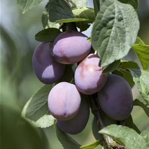 Prunus dom.'Wangenhm. Frühzwetsche' CAC
