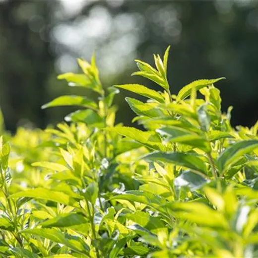 Forsythia intermedia 'Week-End' -R- Forsythia intermedia 'Week-End' -R-