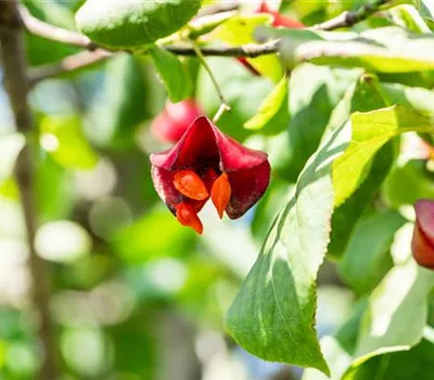 Euonymus europaeus 'Red Cascade' Euonymus europaeus 'Red Cascade'