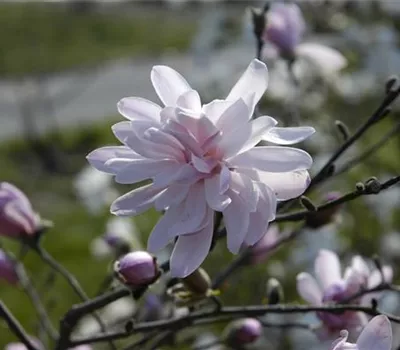 Magnolia stellata 'George Henry Kern' Magnolia stellata 'George Henry Kern'
