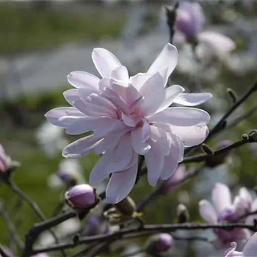 Magnolia stellata 'George Henry Kern' Magnolia stellata 'George Henry Kern'