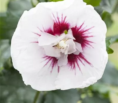 Hibiscus syriacus 'Lady Stanley' Hibiscus syriacus 'Lady Stanley'