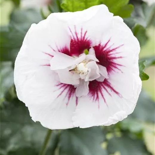 Hibiscus syriacus 'Lady Stanley' Hibiscus syriacus 'Lady Stanley'