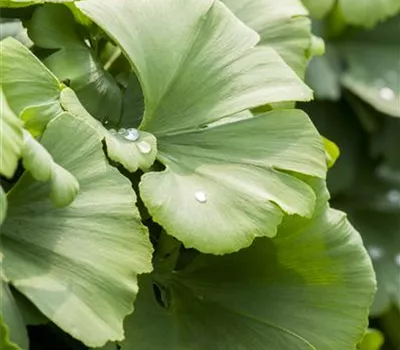 Ginkgo biloba 'Globus'