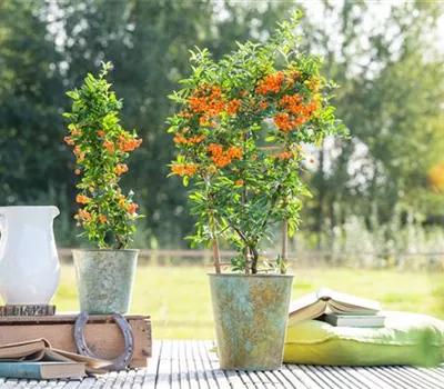 Pyracantha 'Orange Glow'
