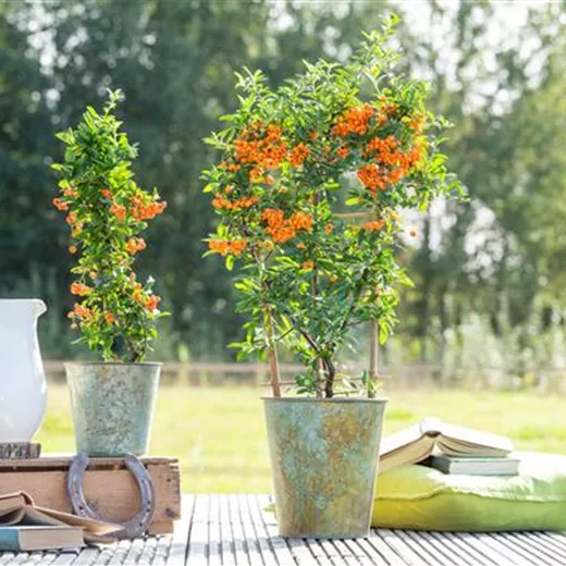 Pyracantha 'Orange Glow'