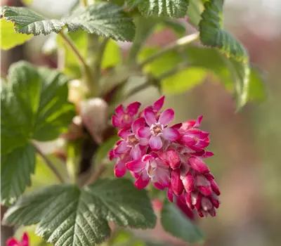 Ribes sanguineum 'Atrorubens'