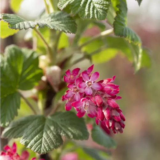 Ribes sanguineum 'Atrorubens'