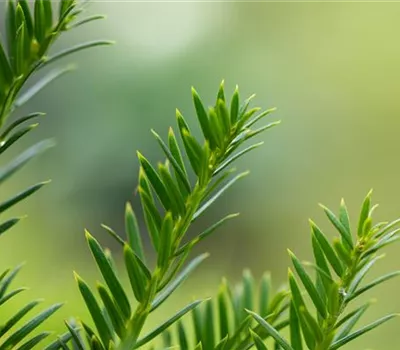 Taxus baccata 'Overeynderi' Taxus baccata 'Overeynderi'