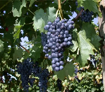 Vitis 'Regent' Vitis 'Regent'