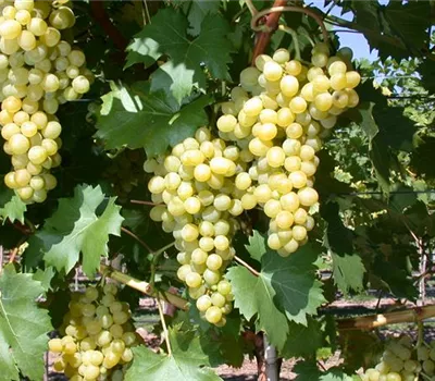 Vitis 'Phönix' -S-