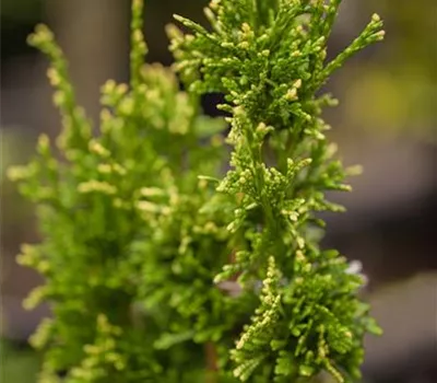 Thuja plicata 'Aurescens'