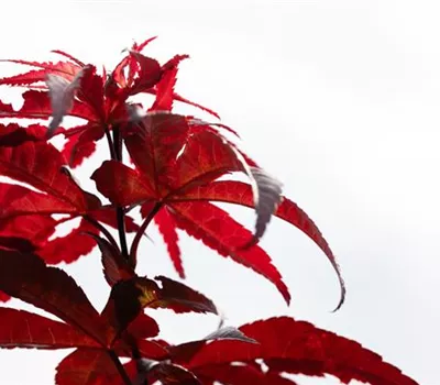 Acer palm. "Red Emperor" AHORNBESONDERHEIT!! Acer palm. "Red Emperor" AHORNBESONDERHEIT!!