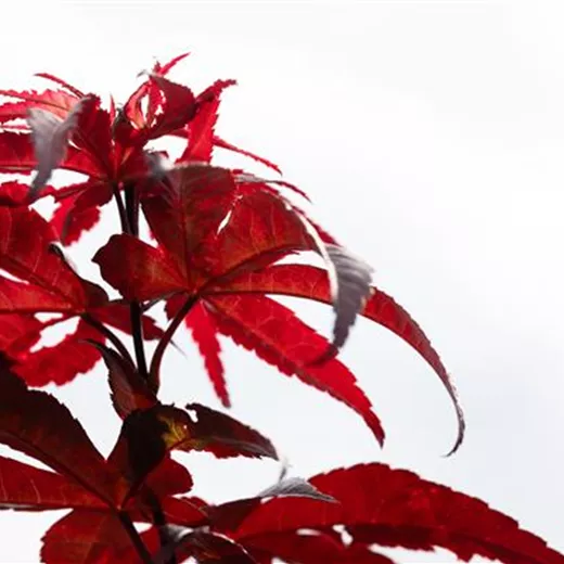 Acer palm. "Red Emperor" AHORNBESONDERHEIT!!