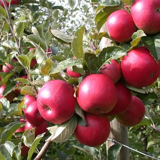 Malus 'Baya Marisa' -R- CAC Malus 'Baya Marisa' -R- CAC