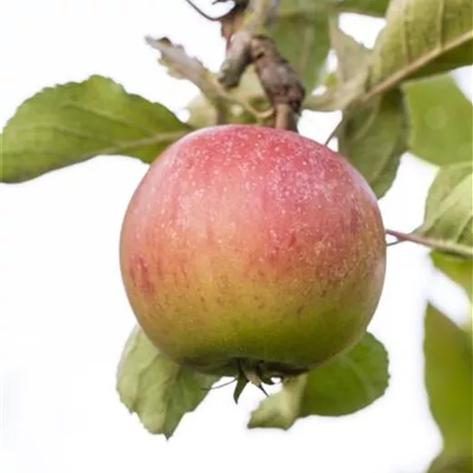 Malus 'Piros' -S- CAC Malus 'Piros' -S- CAC