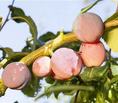 Prunus arm.'Aprikyra' -R- CAC