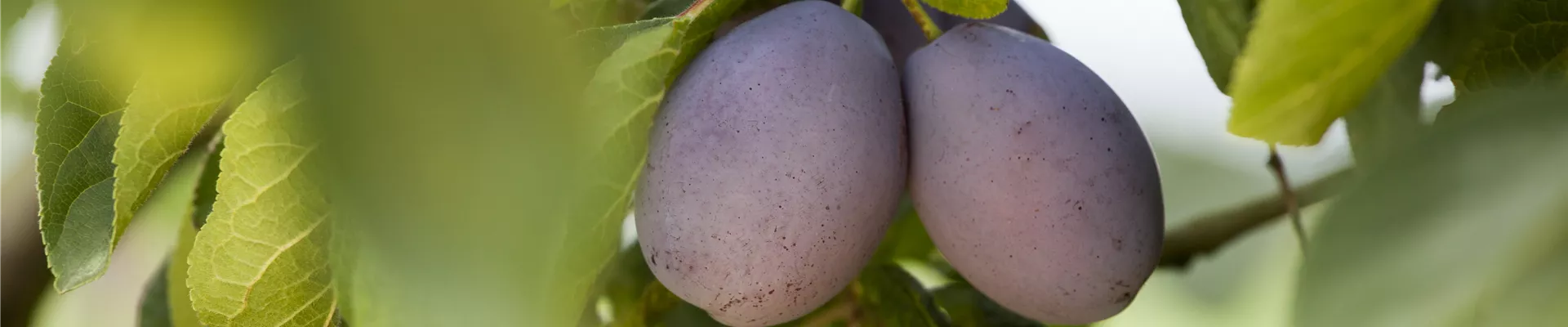 Prunus domestica subsp. domestica Prunus domestica subsp. domestica