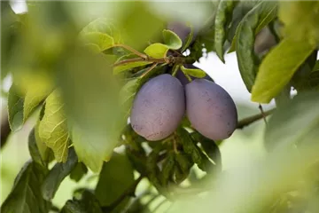Obstbäume und Sträucher Obstbäume und Sträucher
