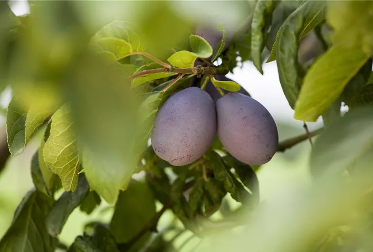 Prunus domestica subsp. domestica Prunus domestica subsp. domestica