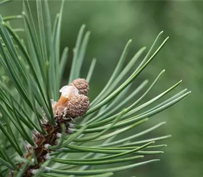 Pinus uncinata 'La Cabana'