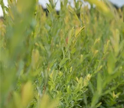 Salix purpurea Salix purpurea