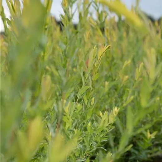 Salix purpurea Salix purpurea
