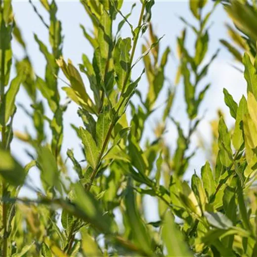 Salix purpurea 'Nana'