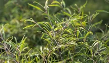 Fagus sylvatica "Mercedes"