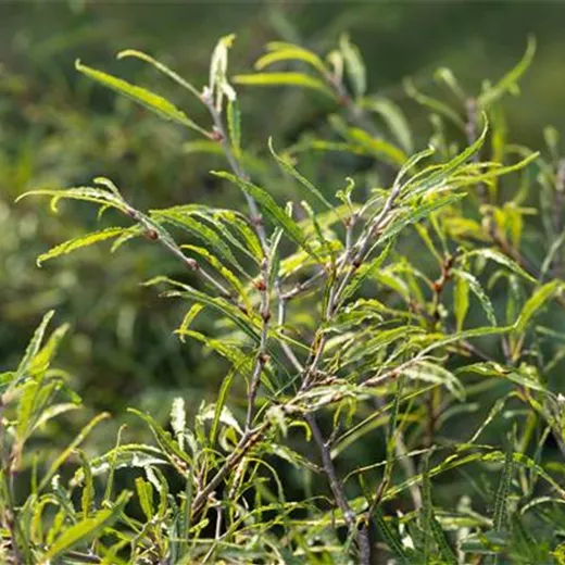 Fagus sylvatica "Mercedes"