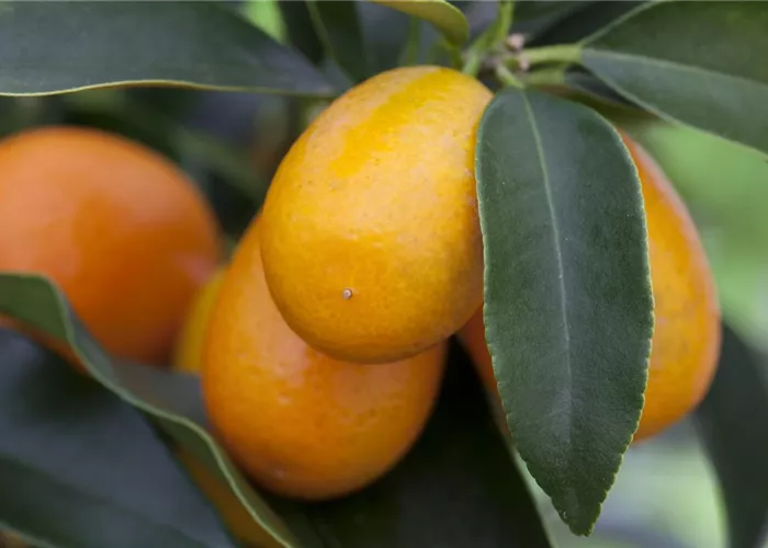 Fortunella margarita