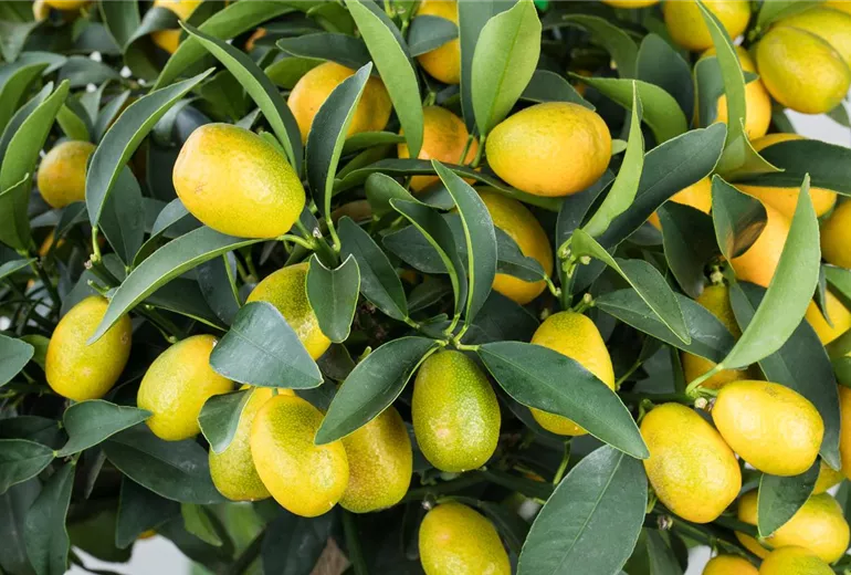 Citrus margarita Citrus margarita