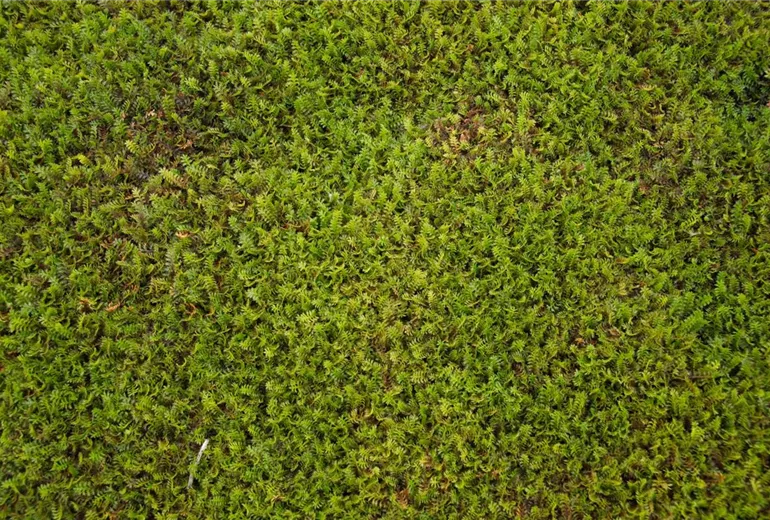 Leptinella squalida Leptinella squalida