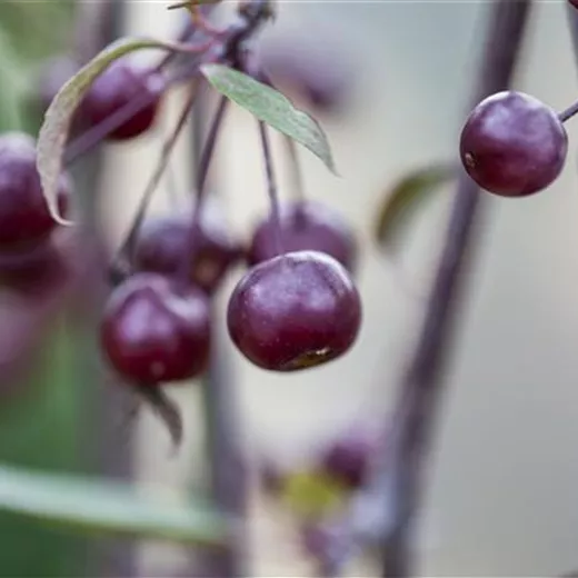 Malus 'Nicoline' Malus 'Nicoline'