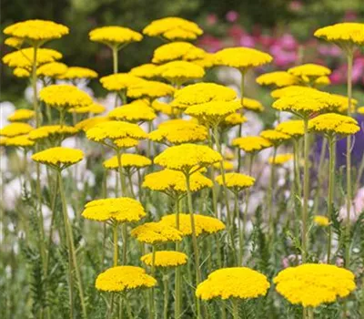 Achillea filipendulina 'Cloth of Gold'