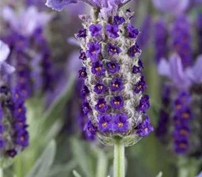 Lavandula stoechas, in Farben