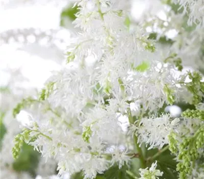 Astilbe x arendsii 'Brautschleier'