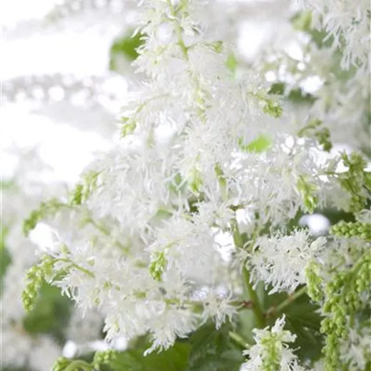 Astilbe x arendsii 'Brautschleier'