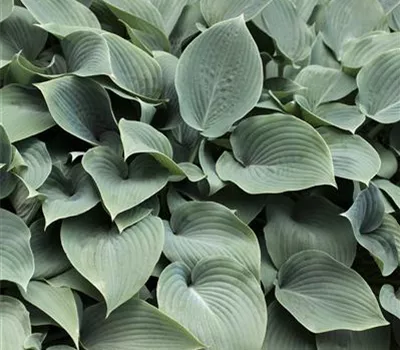 Hosta sieboldiana 'Elegans'