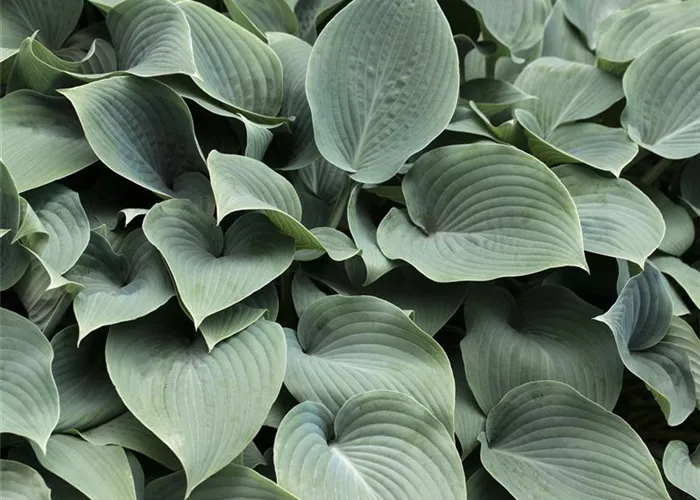 Hosta sieboldiana 'Elegans'