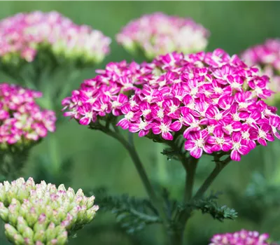 Achillea millefolium 'Cerise Queen'