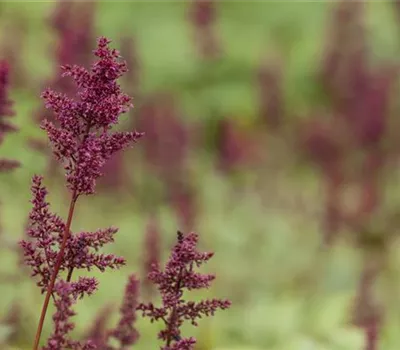 Astilbe x arendsii 'Glut'