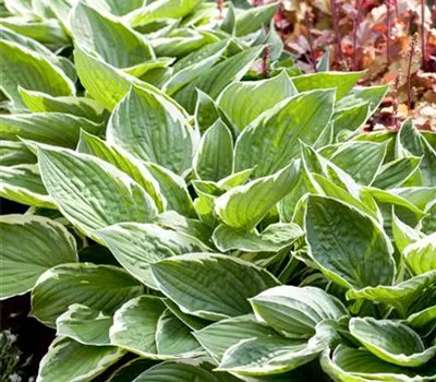 Hosta x fortunei 'Patriot'