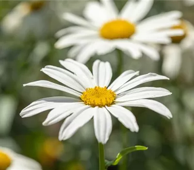 Leucanthemum x superb.'Gruppenstolz'